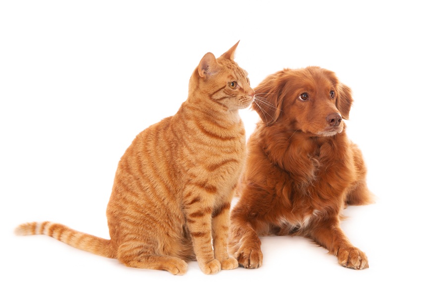 Ômega 3 para Cães e Gatos